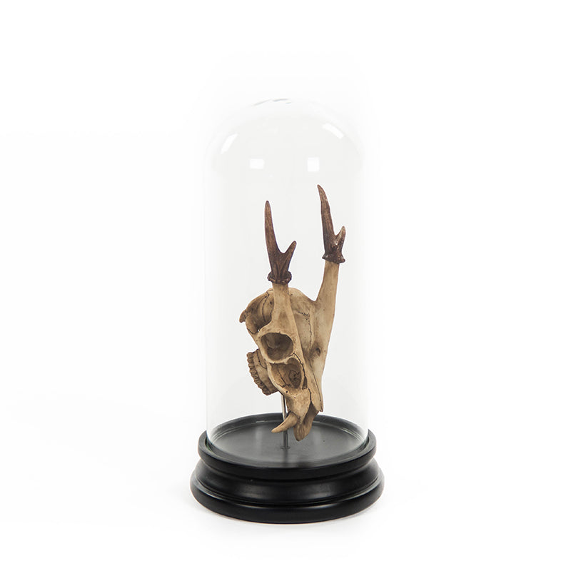 Fawn Skull w/ Bell Glass